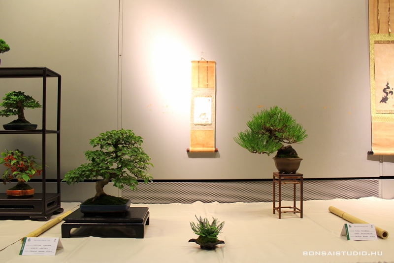 bonsai kiallitas a fovarosi allat es novenykert barlangtermeben